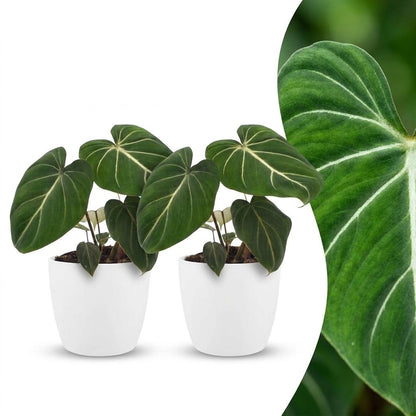 Green boutiQ - Philodendron Gloriosum - Glorie Philodendron - 2 Planten - met Potter Wit - Pot 12cm - Hoogte 25cm