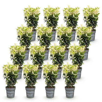 Green boutiQ - 16x Euonymus japonica Paloma Blanca - Kardinaalsmuts - Haagplanten - Groenblijvend - Groen - Wit - Pot 9cm - Hoogte 20-30cm