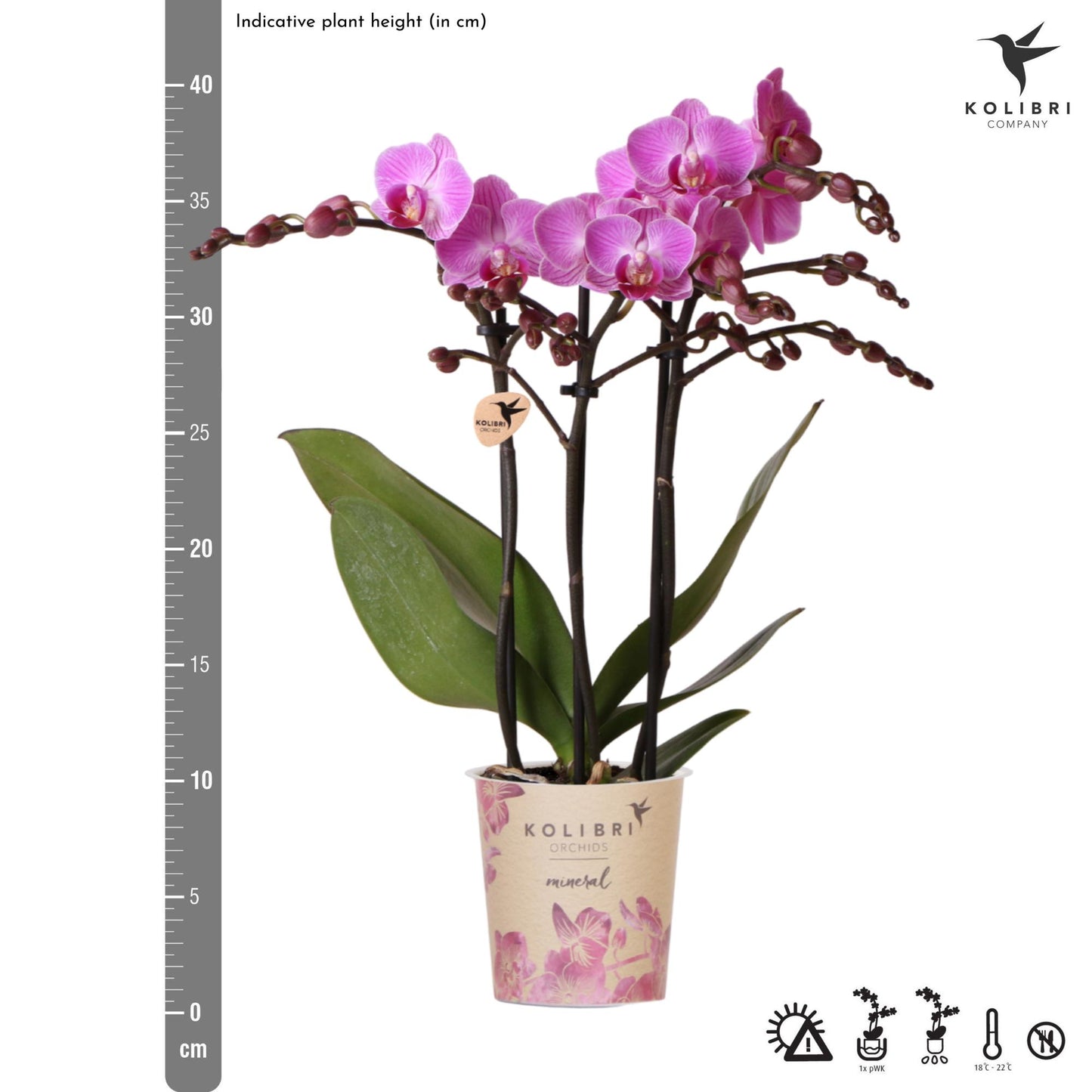 Kolibri-Orchideen | Lila/Rosa Phalaenopsis-Orchidee, Topfgröße Ø9cm | Wien | Blühende Zimmerpflanze – frisch vom Züchter