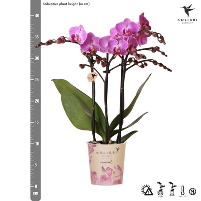 Kolibri-Orchideen | Lila/Rosa Phalaenopsis-Orchidee, Topfgröße Ø9cm | Wien | Blühende Zimmerpflanze – frisch vom Züchter