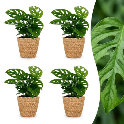 Green boutiQ - Monstera Adansonii - Rhaphidophora Tetrasperma - 4 Planten - met Mand - Pot 12cm - Hoogte - 25cm
