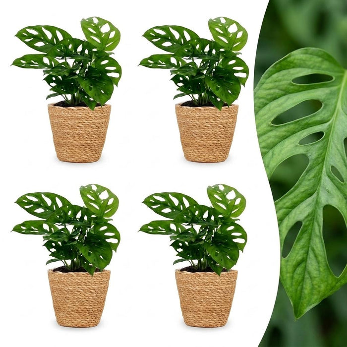 Green boutiQ - Monstera Adansonii - Rhaphidophora Tetrasperma - 4 Planten - met Mand - Pot 12cm - Hoogte - 25cm