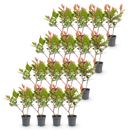 Green boutiQ - 16x Photinia fraseri Little Red Robin - Glansmispel - Haagplanten - Groenblijvend - Rood - Pot 9cm - Hoogte 25-35cm