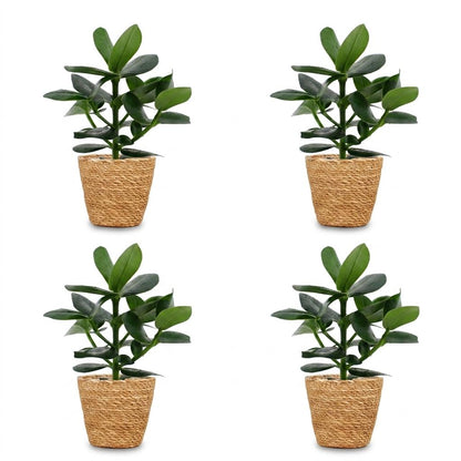 Green boutiQ - Clusia Princess - Clusia - 4 Planten - met Mand - Pot 12cm - Hoogte - 40cm