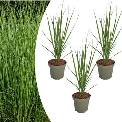 3x Panicum virgatum ‘Northwind’ – Sterk opgaand siergras met strakke groeivorm | Potmaat 12 cm