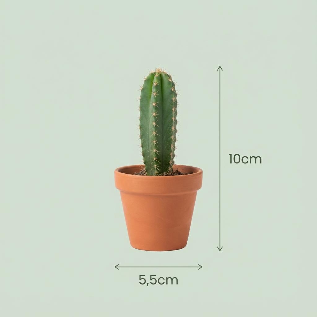 Mini Cactus Mix - 6 Stuks - Ø 8,1 cm - Hoogte: 5-10 cm - Terracotta Potten