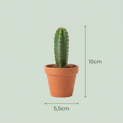 Mini Cactus Mix - 6 Stuks - Ø 8,1 cm - Hoogte: 5-10 cm - Terracotta Potten