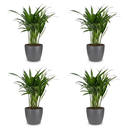 Green boutiQ - Areca Lutescens - Goudpalm - 4 Planten - met Potter Grijs - Pot 12cm - Hoogte - 45cm