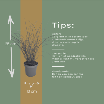 3x Miscanthus sinensis ‘Gracillimus’ – Elegant prachtriet met sierlijk overhangend blad | Potmaat 12 cm