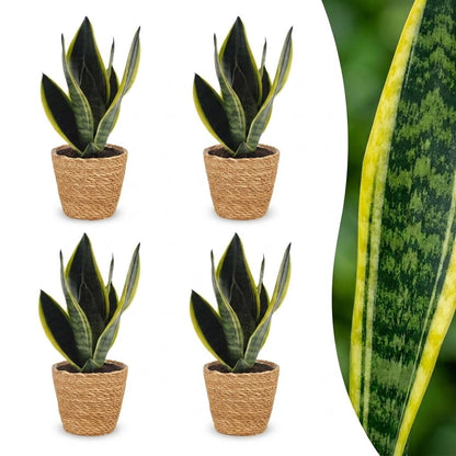Green boutiQ - Sansevieria Future Superb - Vrouwentong - 4 Planten - met Mand - Pot 12cm - Hoogte 35cm