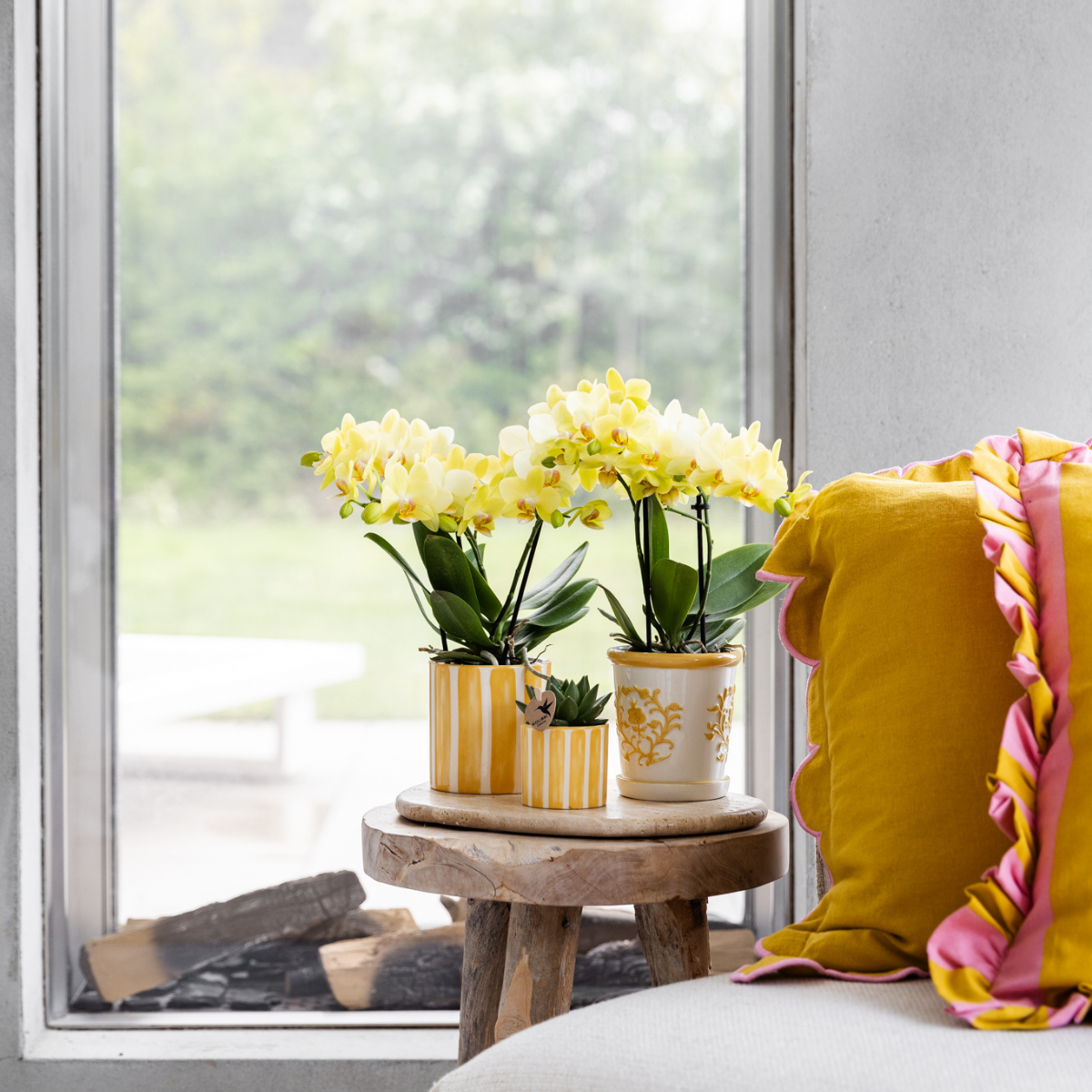 Kolibri-Orchideen | Gelbe Phalaenopsis-Orchidee – Albenga – Topfgröße Ø 9 cm | Blühende Zimmerpflanze – frisch vom Züchter