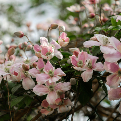 3x Clematis ‘Hagley Hybrid’ – P9 pot – prachtige roze bloeiende klimplant