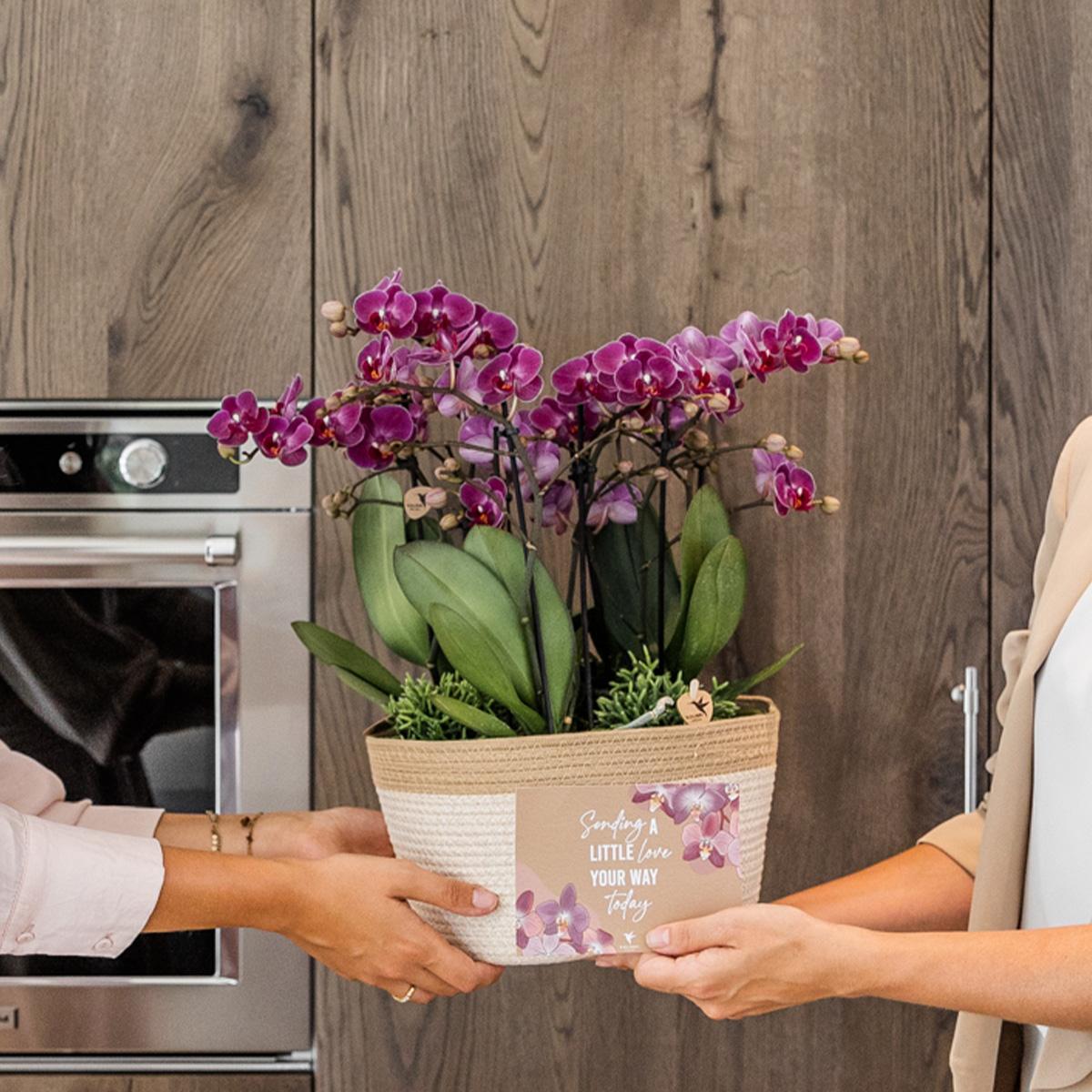 Kolibri orchideeën plantenset met waterreservoir in katoenen mand met drie paarse orchideeën.