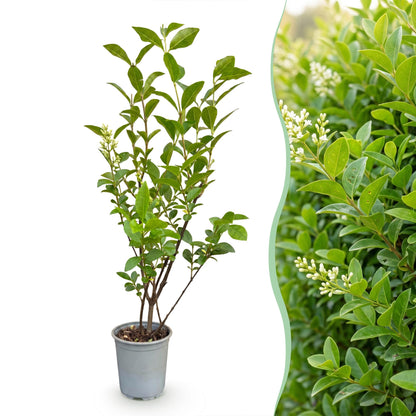 Green boutiQ - 16x Ligustrum ovalifolium - Gewone Liguster - Haagplanten - Groenblijvend - Groen - Pot 9cm - Hoogte 35-45cm