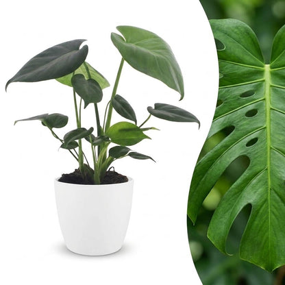 Green boutiQ - Monstera Deliciosa - Gatenplant - 1 Plant - met Potter Wit - Pot 12cm - Hoogte - 30cm