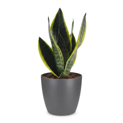Green boutiQ - Sansevieria Future Superb - Vrouwentong - 1 Plant - met Potter Grijs - Pot 12cm - Hoogte - 35cm