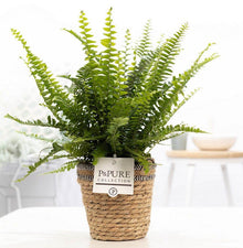 Nephrolepis Green Lady In P&PURE Basket - Ø12cm - ↕35cm