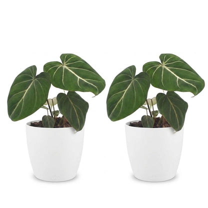 Green boutiQ - Philodendron Gloriosum - Glorie Philodendron - 2 Planten - met Potter Wit - Pot 12cm - Hoogte 25cm
