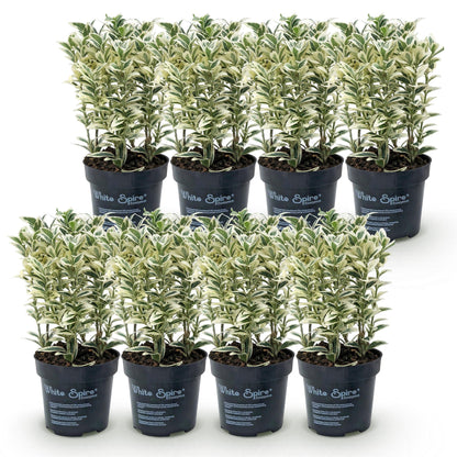 Green boutiQ - 8x Euonymus japonicus White Spire - Kardinaalsmuts - Haagplanten - Groenblijvend - Wit - Groen - Pot 9cm - Hoogte 20-30cm