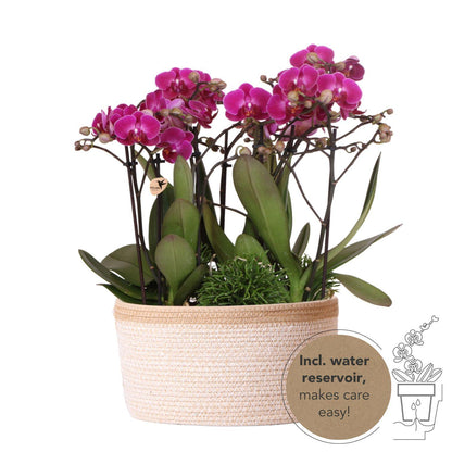 Kolibri orchideeën plantenset met waterreservoir in katoenen mand met drie paarse orchideeën en groene planten.