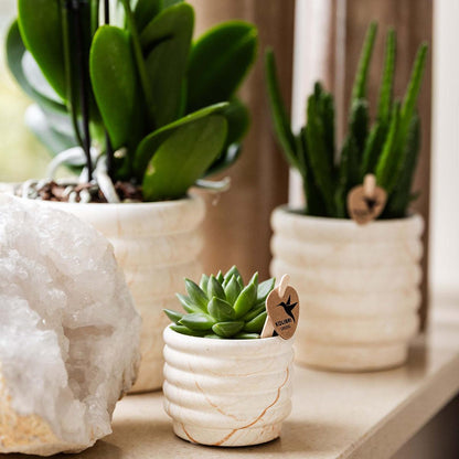 Slow living gift set small met orchidee en succulente in keramische potten op een stijlvolle ondergrond.
