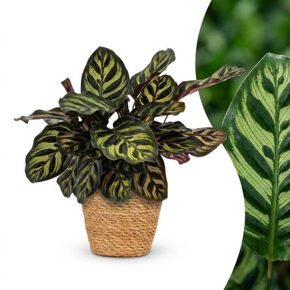 Green boutiQ - Calathea Makoyana - Pauwenplant - 1 Plant - met Mand - Pot 12cm - Hoogte - 25cm