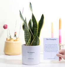 Sansevieria Gift "The Champion" WITH GREETING CARD! - Ø12cm - ↕30cm