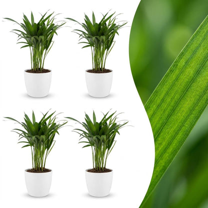Green boutiQ - Areca Lutescens - Goudpalm - 4 Planten - met Potter Wit - Pot 12cm - Hoogte - 45cm