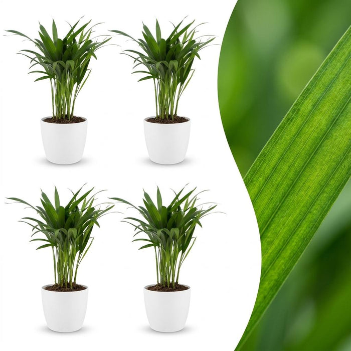 Green boutiQ - Areca Lutescens - Goudpalm - 4 Planten - met Potter Wit - Pot 12cm - Hoogte - 45cm