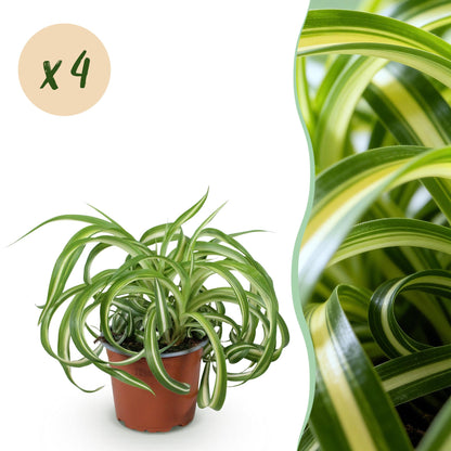 Green boutiQ - Kamerplant - Chlorophytum comosum Bonnie - Krullende Graslelie - Huisdiervriendelijk - Bont - 4 Planten - Pot 12cm - Hoogte 20-25cm