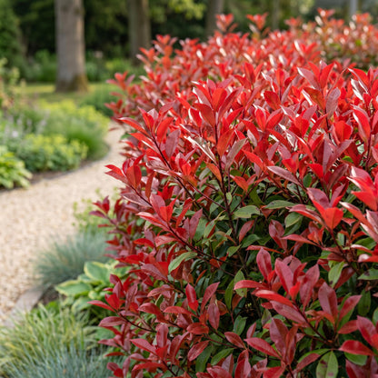 Green boutiQ - 16x Photinia fraseri Red Robin - Glansmispel - Haagplanten - Groenblijvend - Rood - Pot 9cm - Hoogte 25-35cm