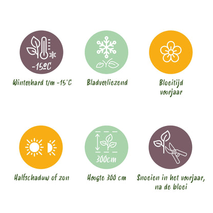 Green boutiQ - Tuinplant - Cornus mas - Bloem Geel - 1 Plant - Bladverliezend - Weinig Onderhoud - Pot 12cm Hoogte 35cm