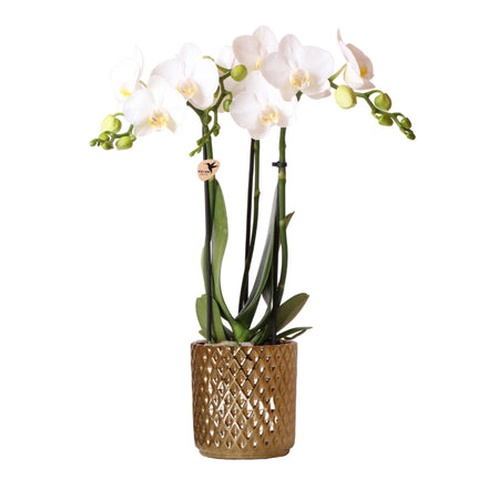 Kolibri Orchids | white Phalaenopsis orchid – Amabilis + Diamond decorative pot gold – pot size Ø9cm | flowering houseplant in a flowerpot - fresh from the grower