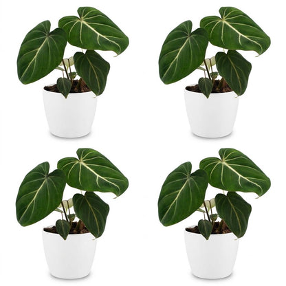Green boutiQ - Philodendron Gloriosum - Glorie Philodendron - 4 Planten - met Potter Wit - Pot 12cm - Hoogte - 25cm