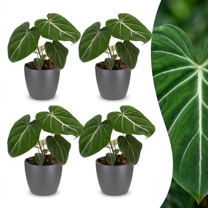 Green boutiQ - Philodendron Gloriosum - Glorie Philodendron - 4 Planten - met Potter Grijs - Pot 12cm - Hoogte - 25cm