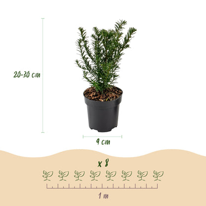 Green boutiQ - 16x Taxus baccata - Venijnboom - Haagplanten - Groenblijvend - Groen - Pot 9cm - Hoogte 20-30cm