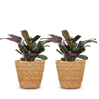 Green boutiQ - Ctenanthe Burle Marxii - Visgraatplant - 2 Planten - met Mand - Pot 12cm - Hoogte - 30cm