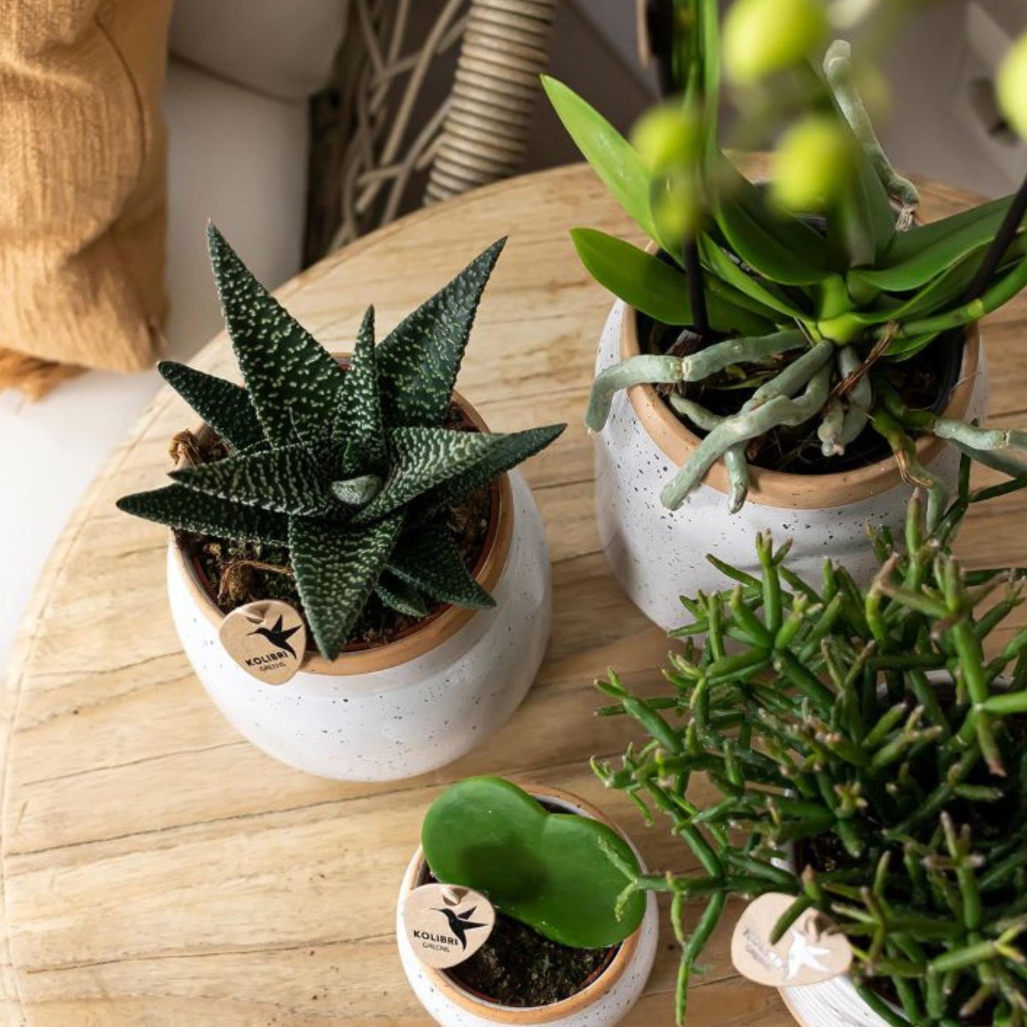 Kolibri Greens | Groene plant - Succulent Haworthia Royal Highnness potmaat Ø9cm | groene kamerplant - vers van de kweker