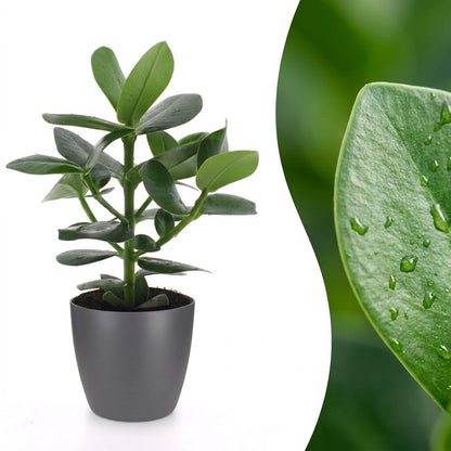 Green boutiQ - Clusia Princess - Clusia - 1 Plant - met Potter Grijs - Pot 12cm - Hoogte - 40cm