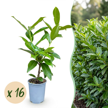 Green boutiQ - 16x Prunus laur. Novita - Laurierkers - Haagplanten - Groenblijvend - Groen - Pot 9cm - Hoogte 25-35cm