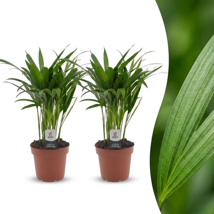 Green boutiQ - Areca Lutescens - Goudpalm - 2 Planten - Pot 12cm - Hoogte - 45cm