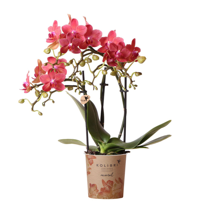 Kolibri Orchids | rode Phalaenopsis orchidee potmaat Ø9cm |  Congo | bloeiende kamerplant - vers van de kweker