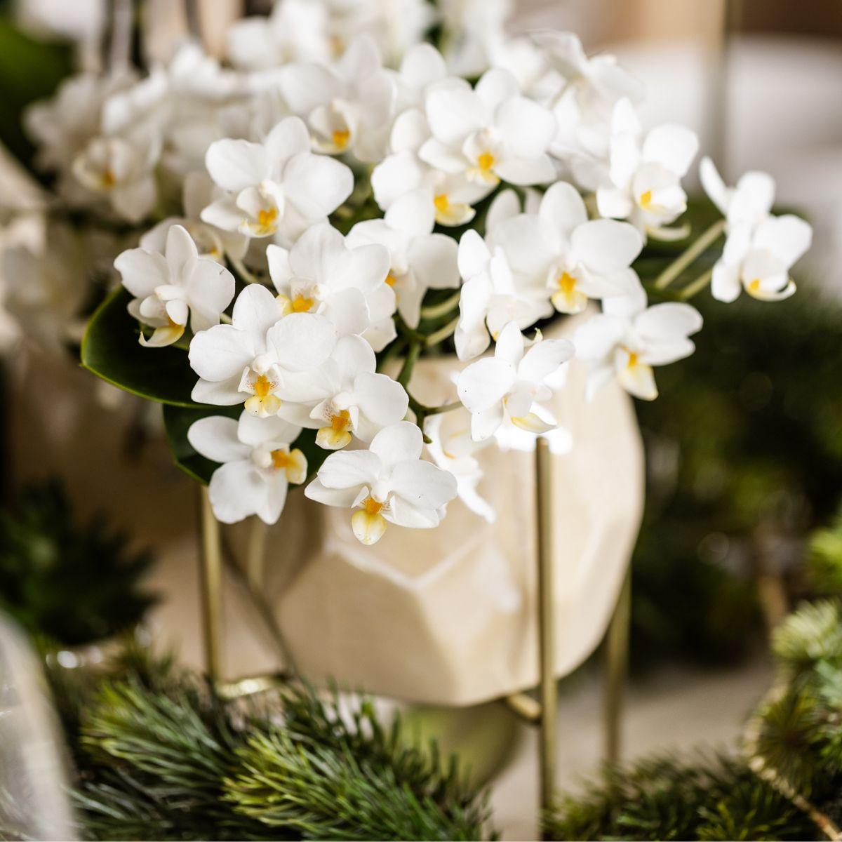 Hummingbird Orchids | White orchid 'Nazaré' + Pearl decorative pot Travertine - pot size Ø9cm | flowering houseplant - fresh from the grower