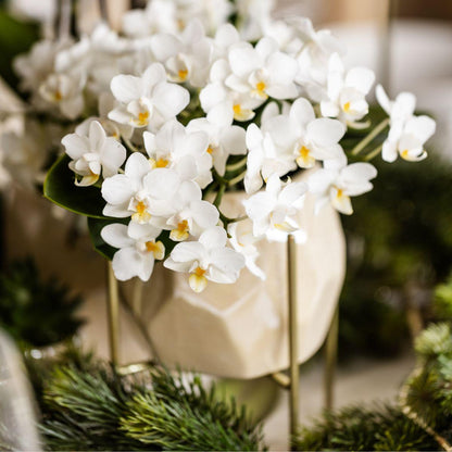 Hummingbird Orchids | White orchid 'Nazaré' + Pearl decorative pot Travertine - pot size Ø9cm | flowering houseplant - fresh from the grower