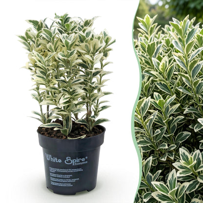 Green boutiQ - 16x Euonymus japonicus White Spire - Kardinaalsmuts - Haagplanten - Groenblijvend - Wit - Groen - Pot 9cm - Hoogte 20-30cm