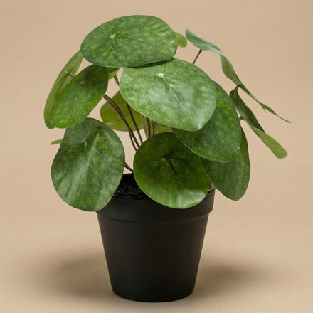 Pilea bush 25 cm in black pot - Artificial plant - Artificial plant