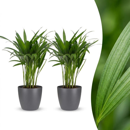 Green boutiQ - Areca Lutescens - Goudpalm - 2 Planten - met Potter Grijs - Pot 12cm - Hoogte - 45cm