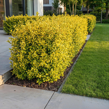 Green boutiQ - 16x Ligustrum ovalifolium Aureum - Bontbladige Liguster - Haagplanten - Groenblijvend - Bont - Pot 9cm - Hoogte 35-45cm