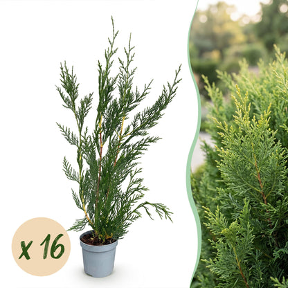Green boutiQ - 16x Cupressocyparis leylandii 2011 - Leylandii - Haagplanten - Groenblijvend - Groen - Pot 9cm - Hoogte 30-40cm