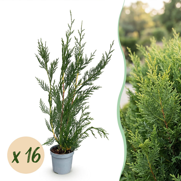 Green boutiQ - 16x Cupressocyparis leylandii 2011 - Leylandii - Haagplanten - Groenblijvend - Groen - Pot 9cm - Hoogte 30-40cm